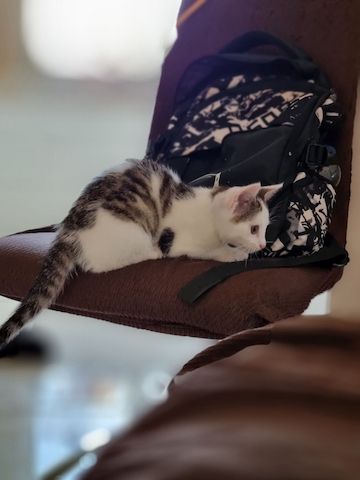 Babykatzen