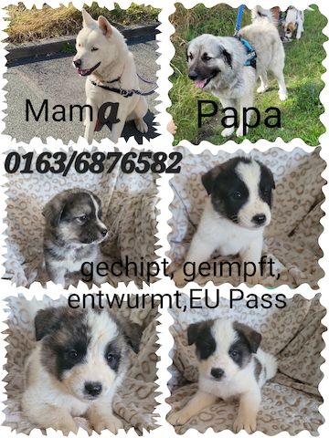 Hundewelpen