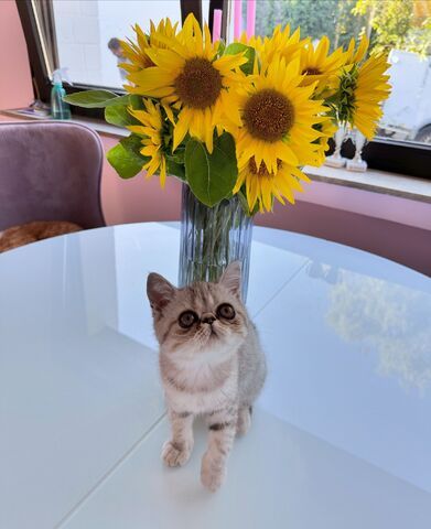 Zauberhafte Exotic Shorthair Grace - Bereit, dein Herz zu erobern!