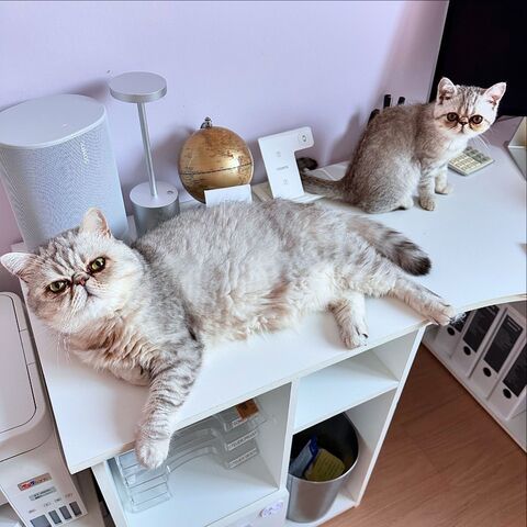 Zauberhafte Exotic Shorthair Grace - Bereit, dein Herz zu erobern!