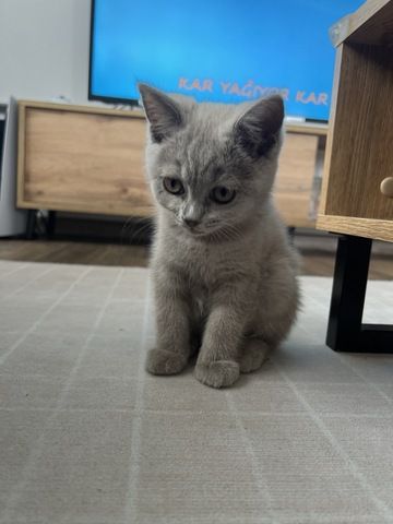 BKH Katze