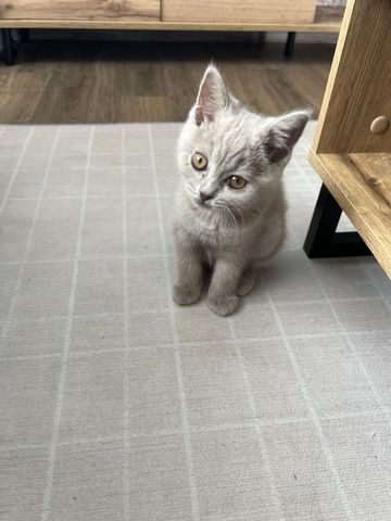 BKH Katze