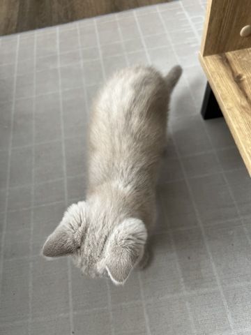 BKH Katze