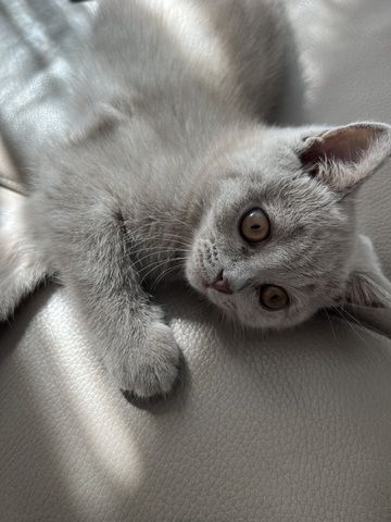 BKH Katze