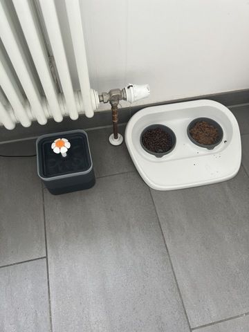 BKH Katze
