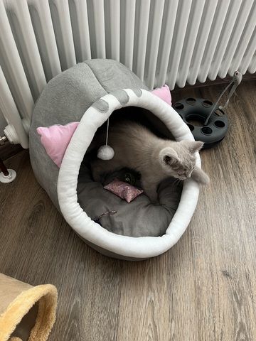BKH Katze
