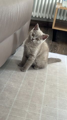 BKH Katze