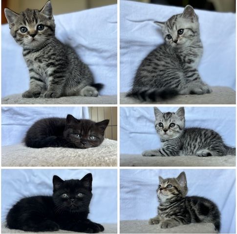 BKH KITTEN