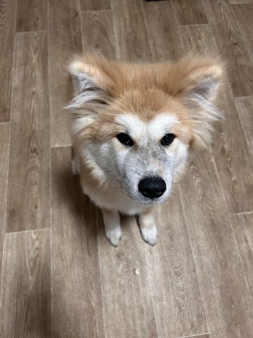 Akita Inu