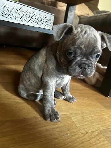 Französische Bulldoggen Welpen