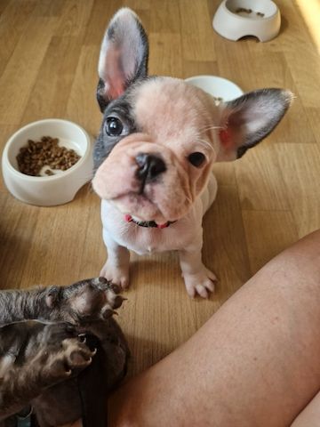 Französische Bulldoggen Welpen