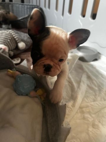 Französische Bulldoggen Welpen