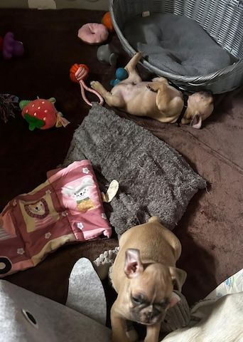 Französische Bulldoggen Welpen
