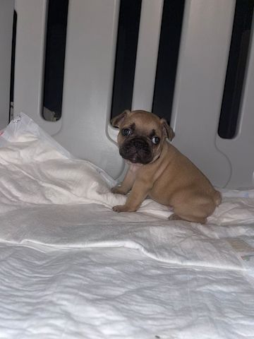 Französische Bulldoggen Welpen