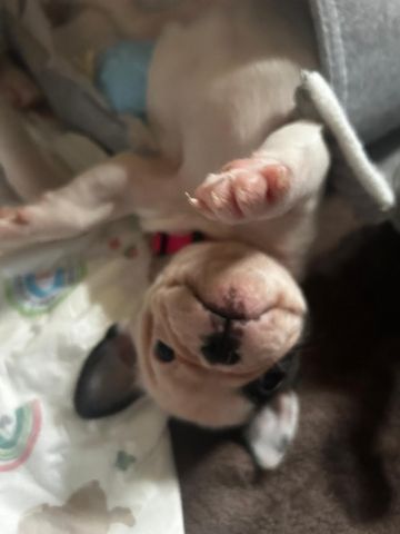 Französische Bulldoggen Welpen