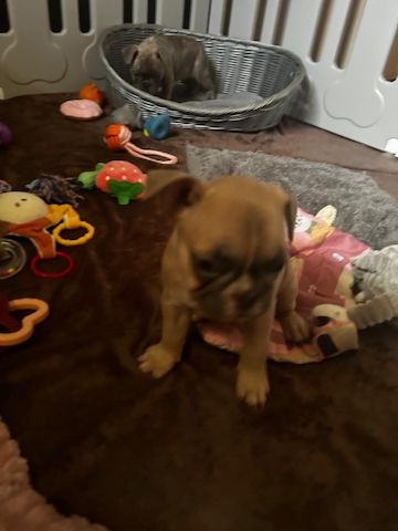 Französische Bulldoggen Welpen