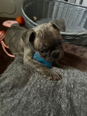 Französische Bulldoggen Welpen