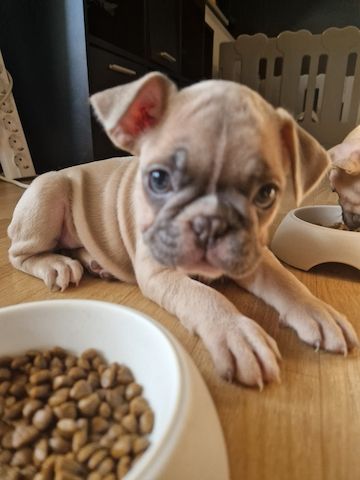 Französische Bulldoggen Welpen