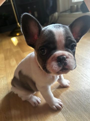 Französische Bulldoggen Welpen