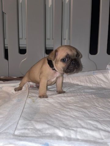 Französische Bulldoggen Welpen