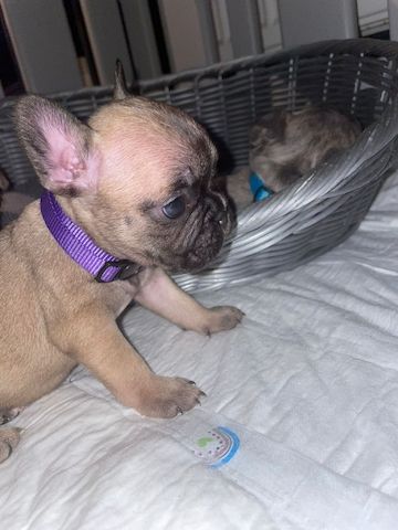 Französische Bulldoggen Welpen