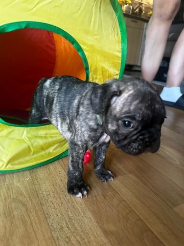 Französische Bulldoggen Welpen