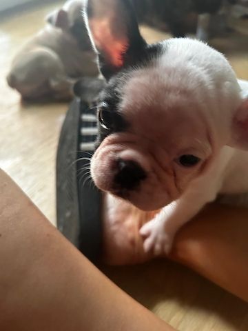 Französische Bulldoggen Welpen