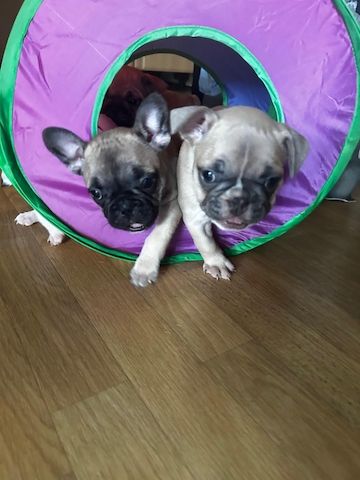 Französische Bulldoggen Welpen