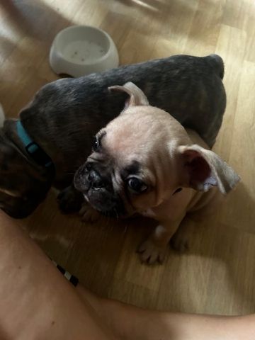 Französische Bulldoggen Welpen
