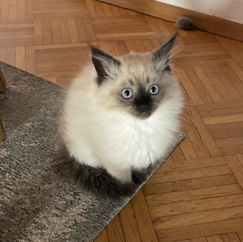Antyallergiche Kitten Neva Masquerade suchen neue Haus