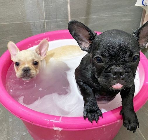Süße französische Bulldoggenwelpen