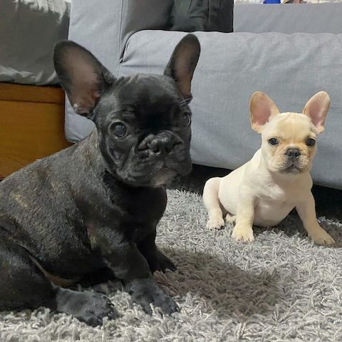Süße französische Bulldoggenwelpen
