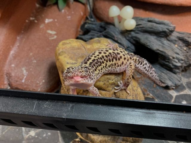 Leopardgecko abzugeben 1Weibchen/1Männchen