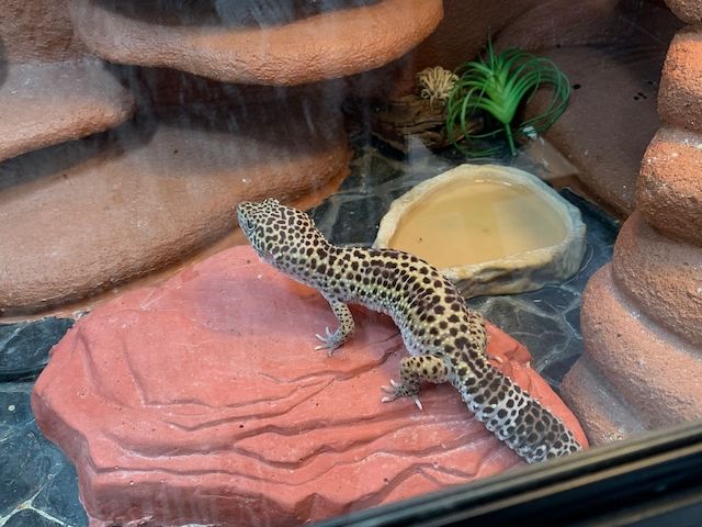 Leopardgecko abzugeben 1Weibchen/1Männchen