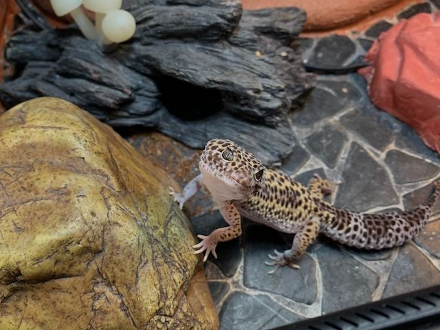 Leopardgecko abzugeben 1Weibchen/1Männchen