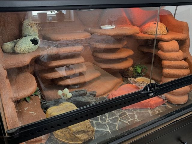 Leopardgecko abzugeben 1Weibchen/1Männchen