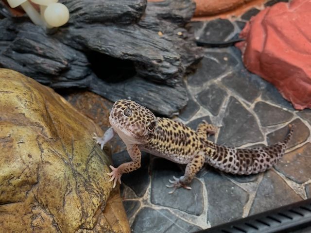 Leopardgecko abzugeben 1Weibchen/1Männchen