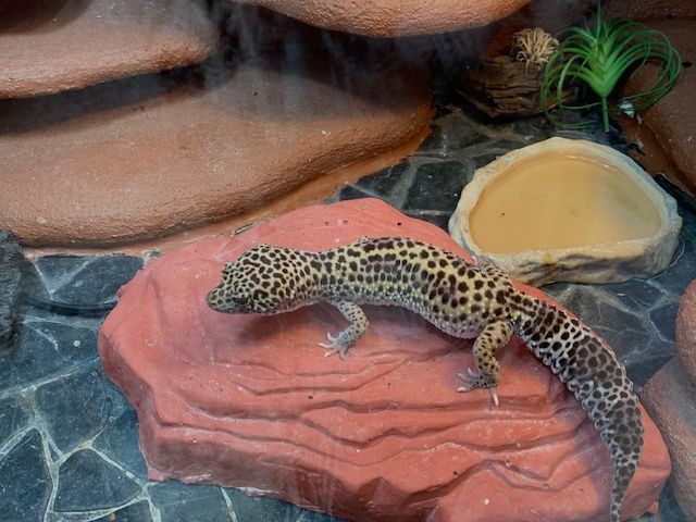 Leopardgecko abzugeben 1Weibchen/1Männchen