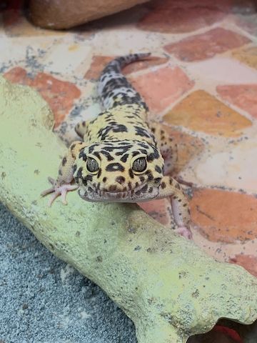 Leopardgecko abzugeben 1Weibchen/1Männchen