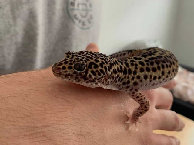 Leopardgecko abzugeben 1Weibchen/1Männchen