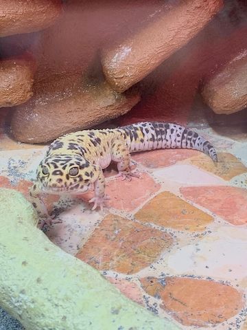 Leopardgecko abzugeben 1Weibchen/1Männchen