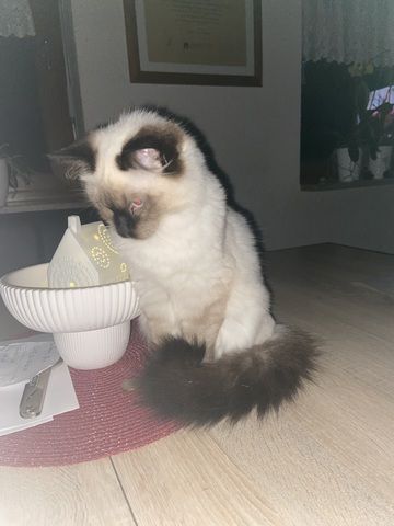 Ragdollkitten