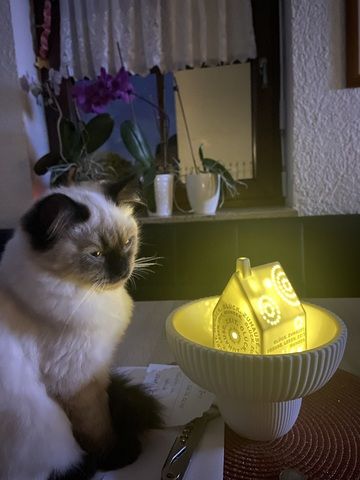 Ragdollkitten