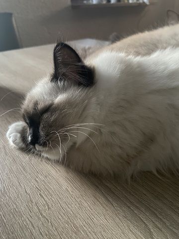 Ragdollkitten