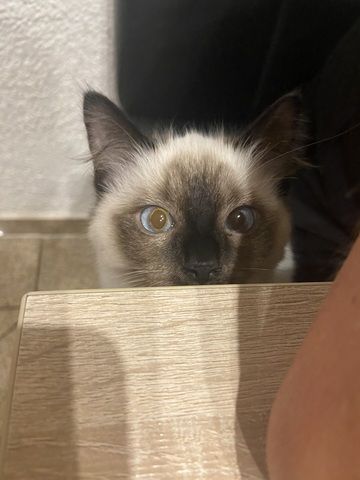 Ragdollkitten