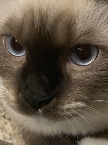 Ragdollkitten
