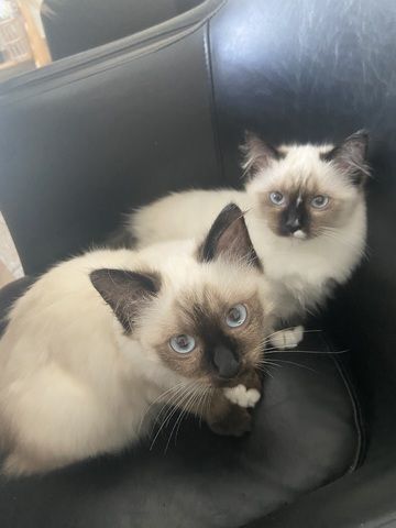 Ragdollkitten