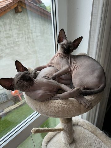 Sphynx Kitten