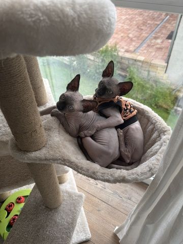 Sphynx Kitten