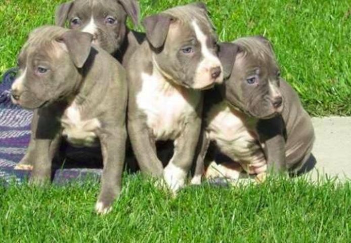 ErhältlichAmerican Pitbull Terrier blueline whatsapp Nummer (+37069673271)
